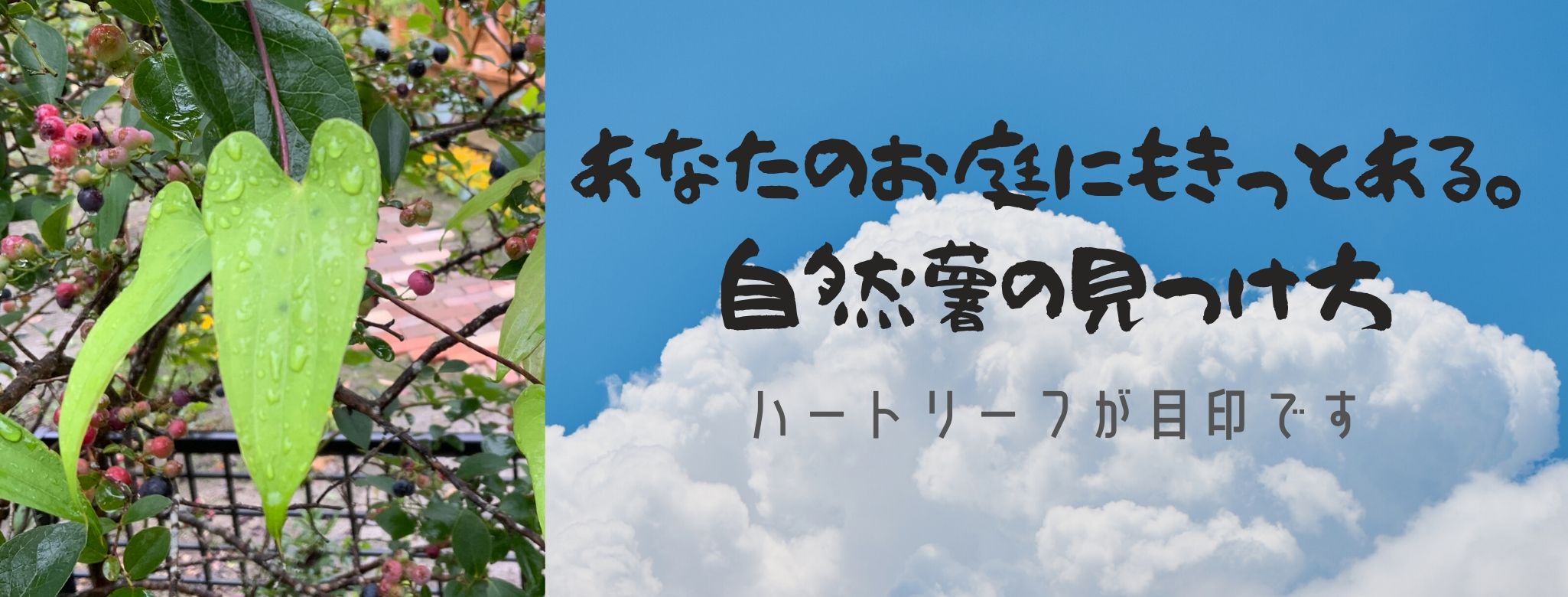 自然薯の見分け方 見つけ方 葉っぱやツル 写真多めで解説 自然薯マイスターの深掘りblog