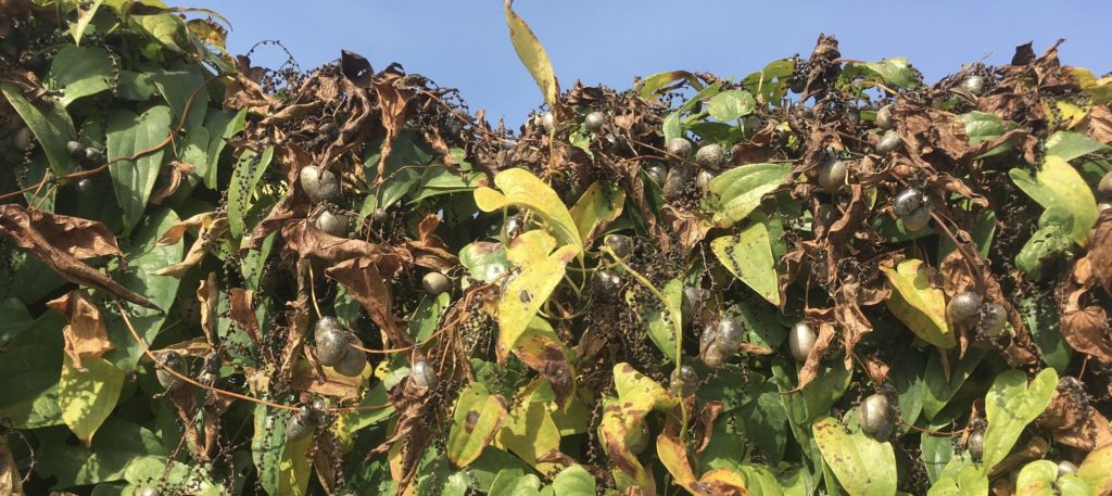 自然薯の赤ちゃん むかごとは 調理法など自然薯マイスターが解説 自然薯マイスターの深掘りblog