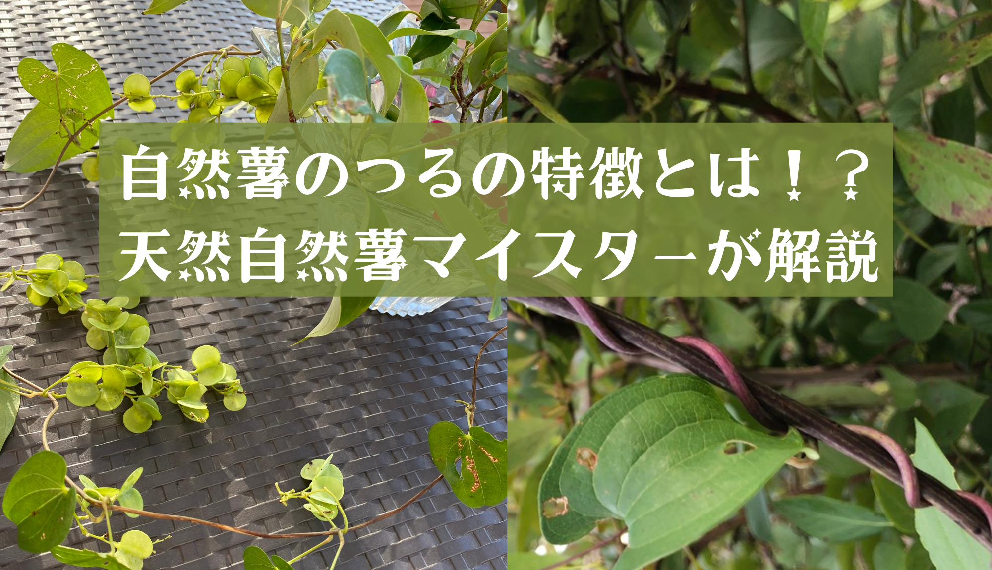 自然薯のつるの特徴とは 天然自然薯マイスターが解説 自然薯マイスターの深掘りblog